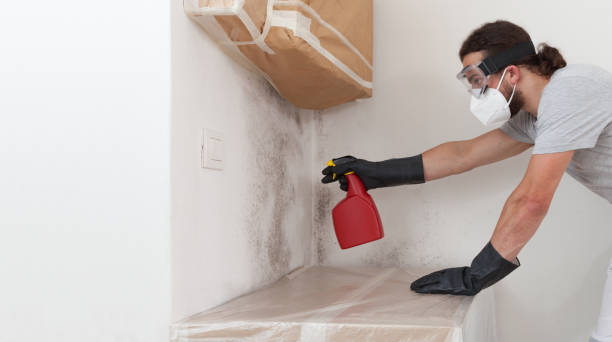 Professional Attic Mold Remediation technician working in Winter Park, FL