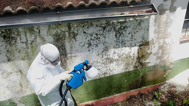 Top rated local Attic Mold Remediation specialists in Winter Park, FL